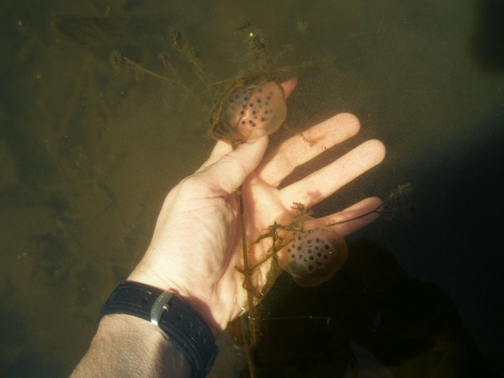 About the BEAT Spotted Salamander (design on the back) campaign on Bonfire 4