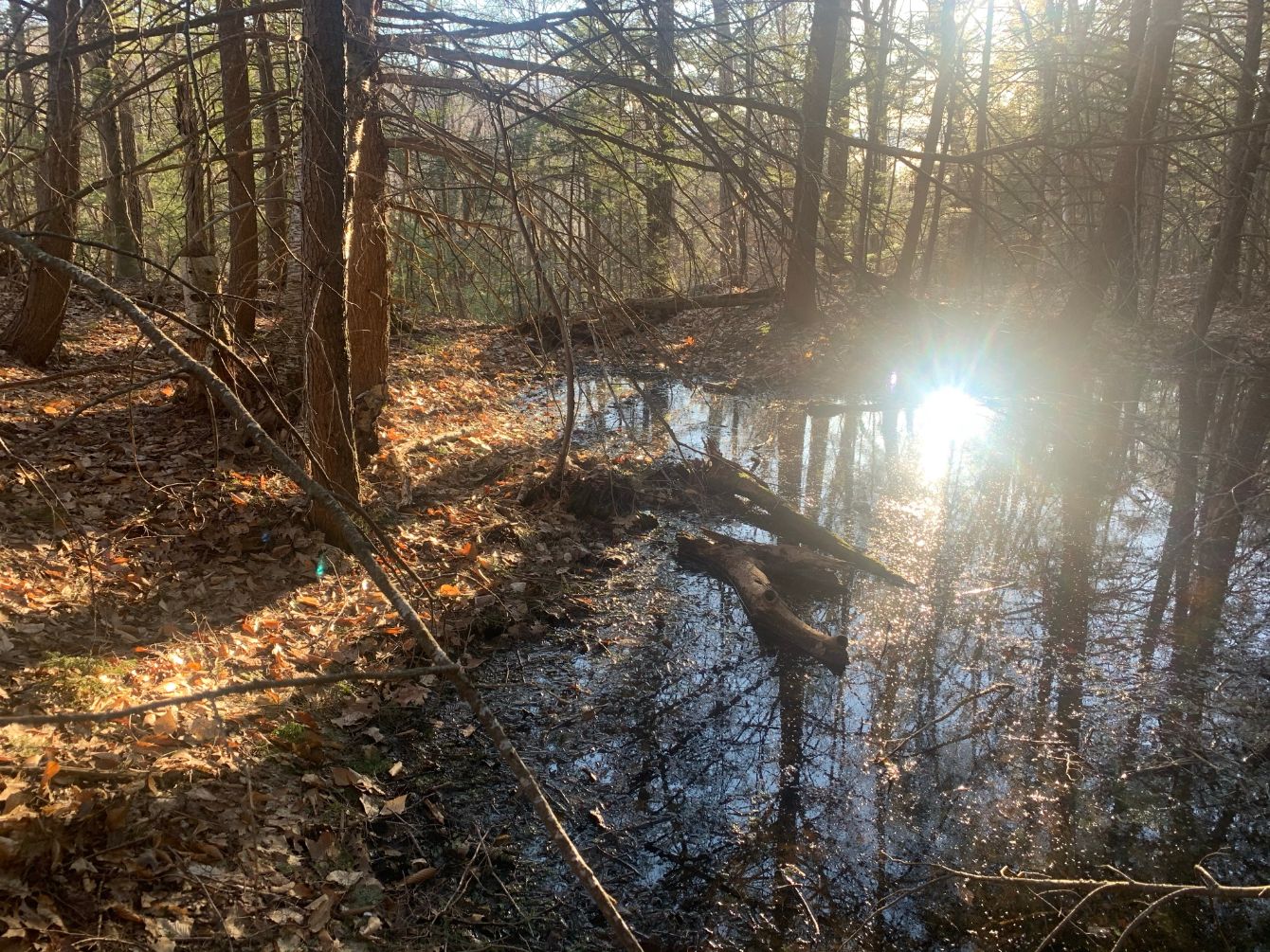 About the BEAT Spotted Salamander (design on the back) campaign on Bonfire 5