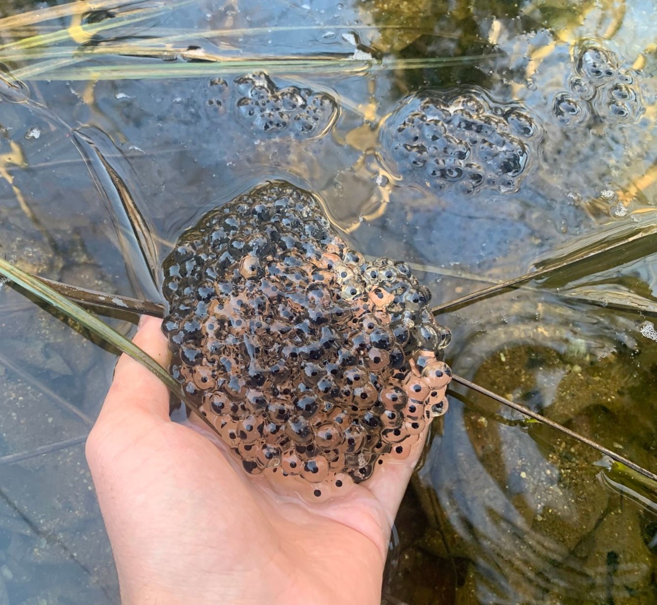 About the BEAT Spotted Salamander (design on the back) campaign on Bonfire 3