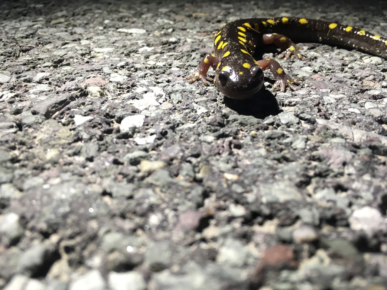 About the BEAT Spotted Salamander (design on the back) campaign on Bonfire 1