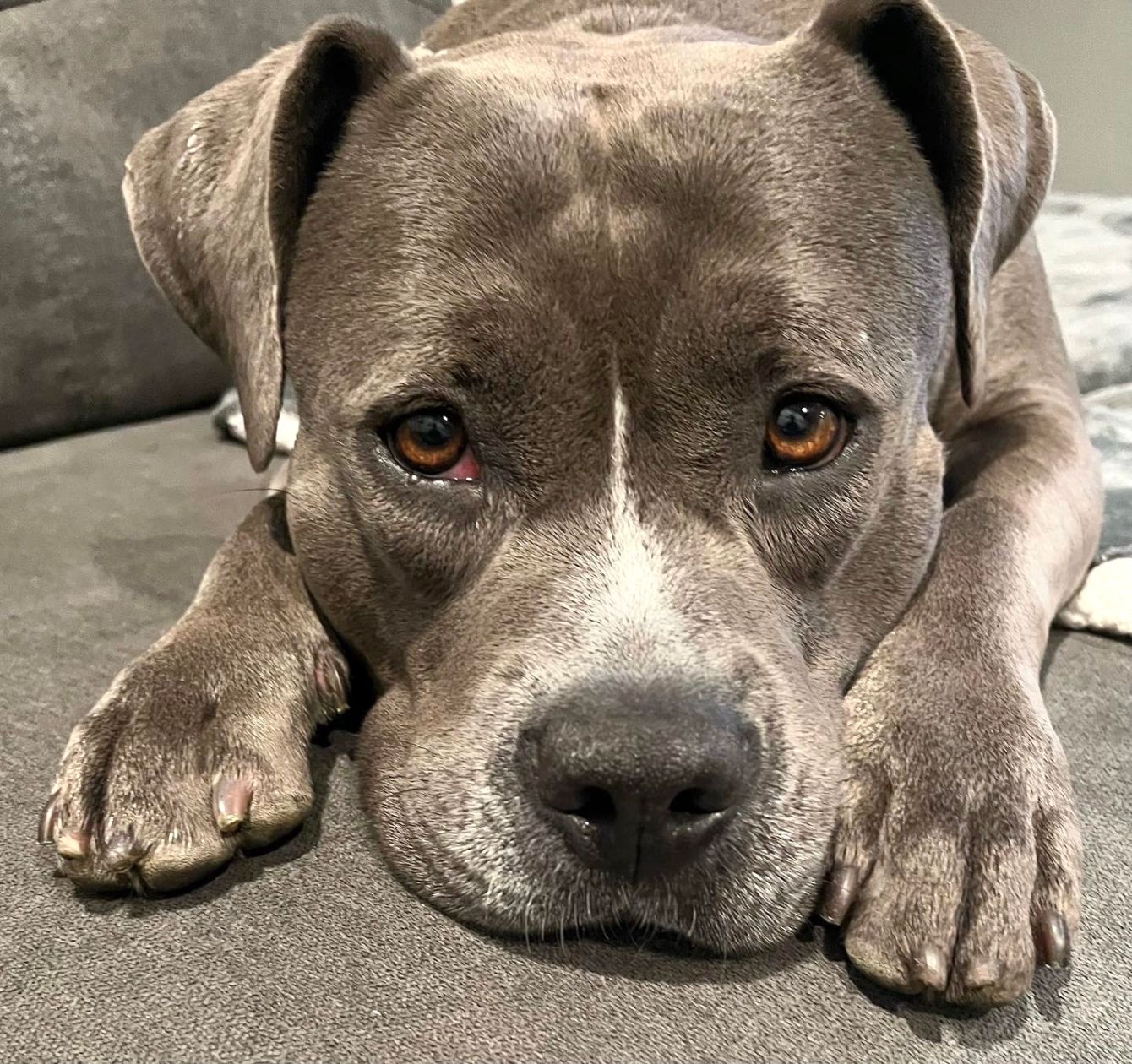 About the  campaign on Bonfire 2