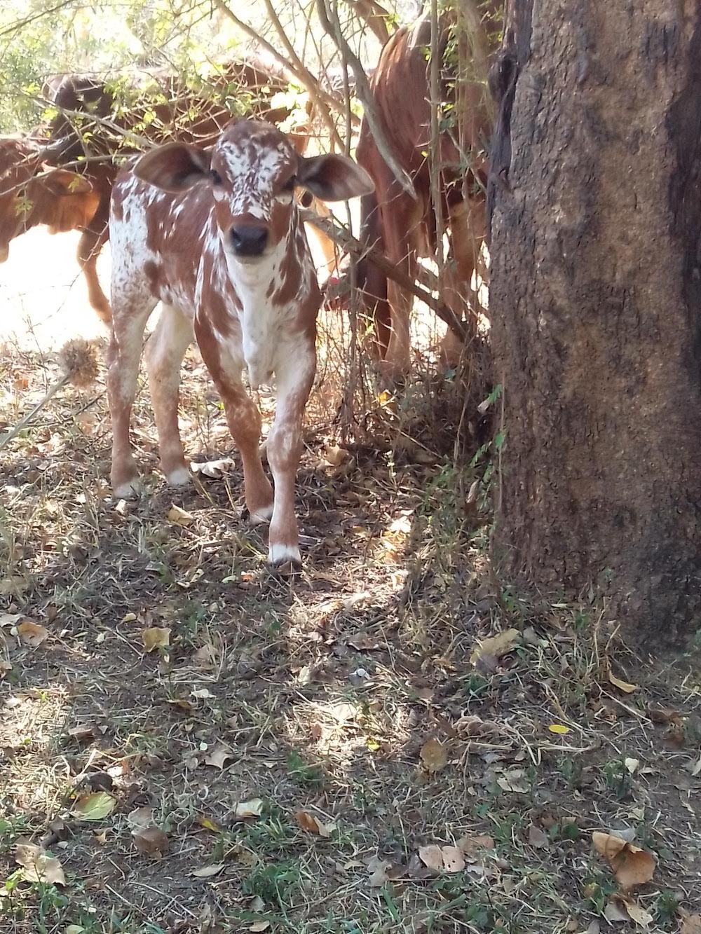 About the South African communal cattle farmers campaign on Bonfire 12