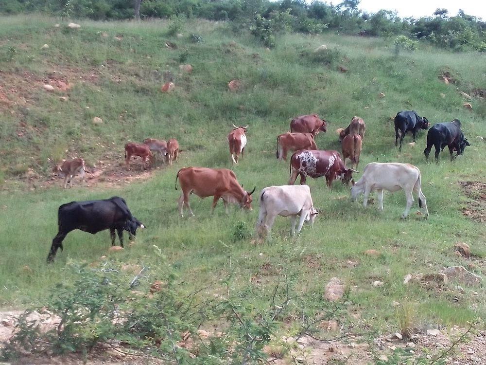 About the South African communal cattle farmers campaign on Bonfire 5