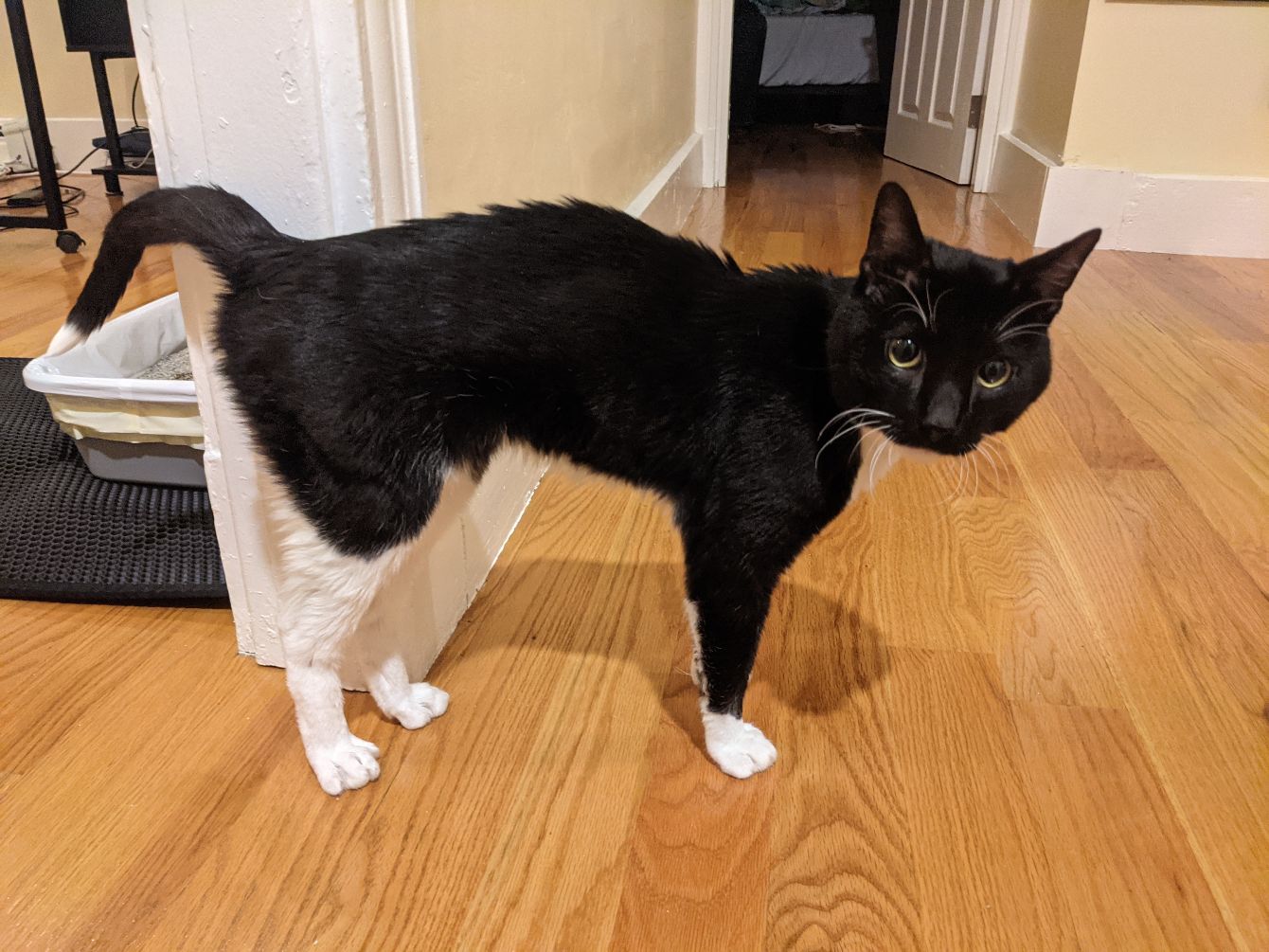 About the Black Cat Rescue - Small Logo Shirt campaign on Bonfire 4