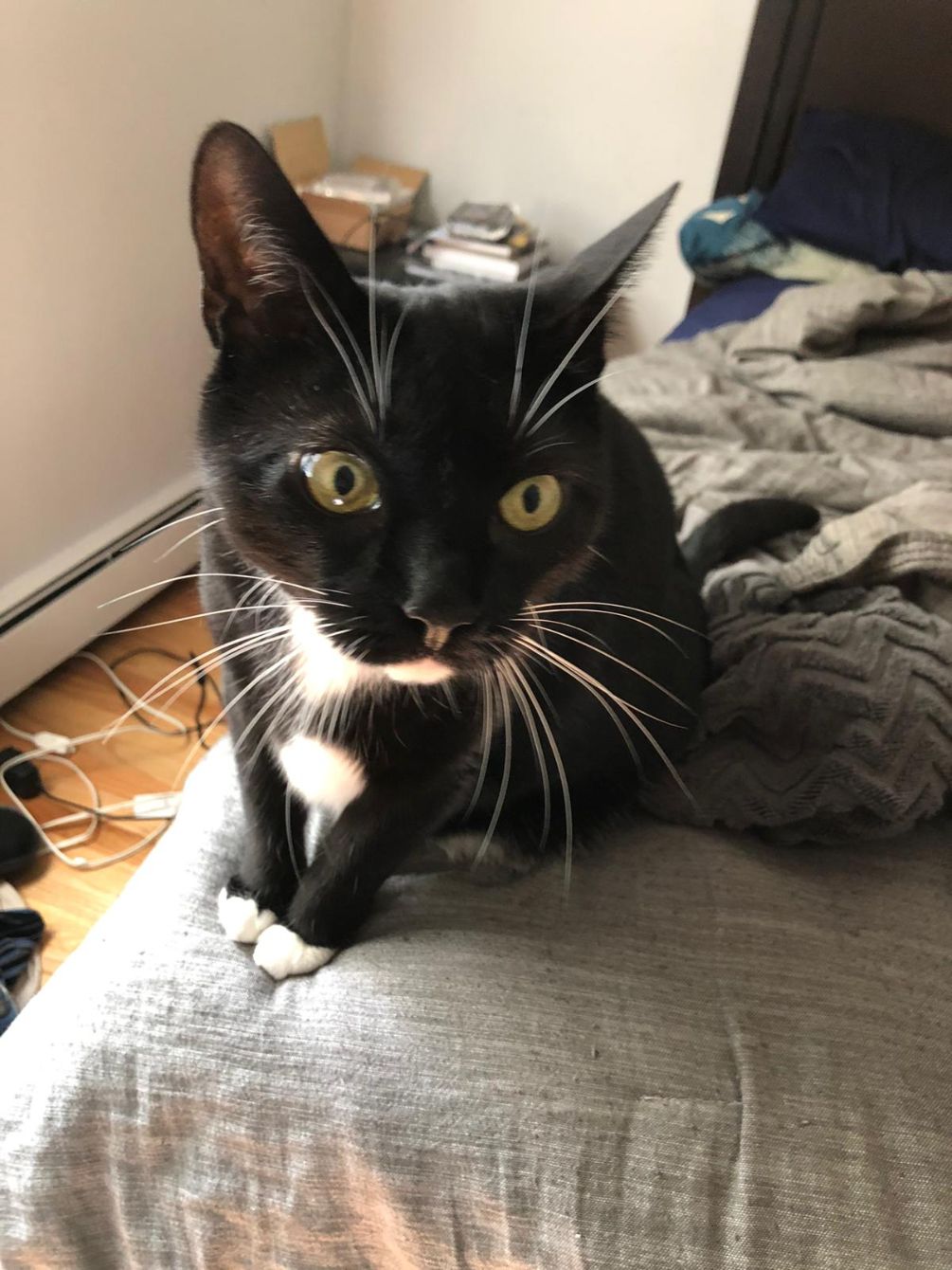 About the Black Cat Rescue - Small Logo Shirt campaign on Bonfire 3