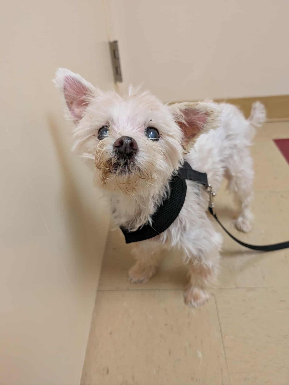 About the Paws for a Cause Fundraiser campaign on Bonfire 2