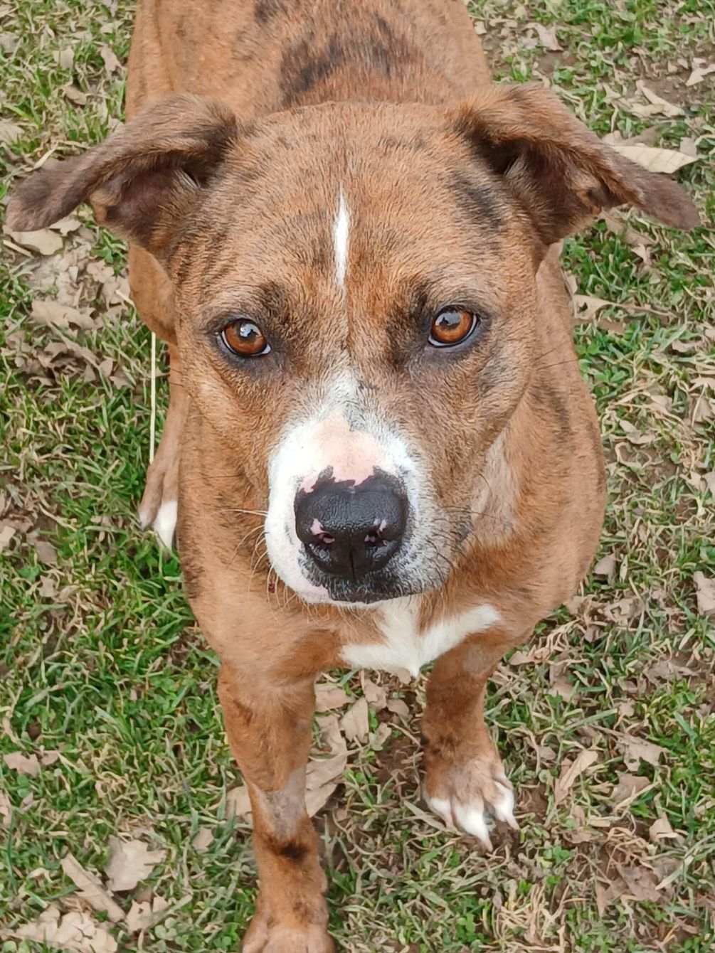 About the Paws for a Cause Fundraiser campaign on Bonfire 4