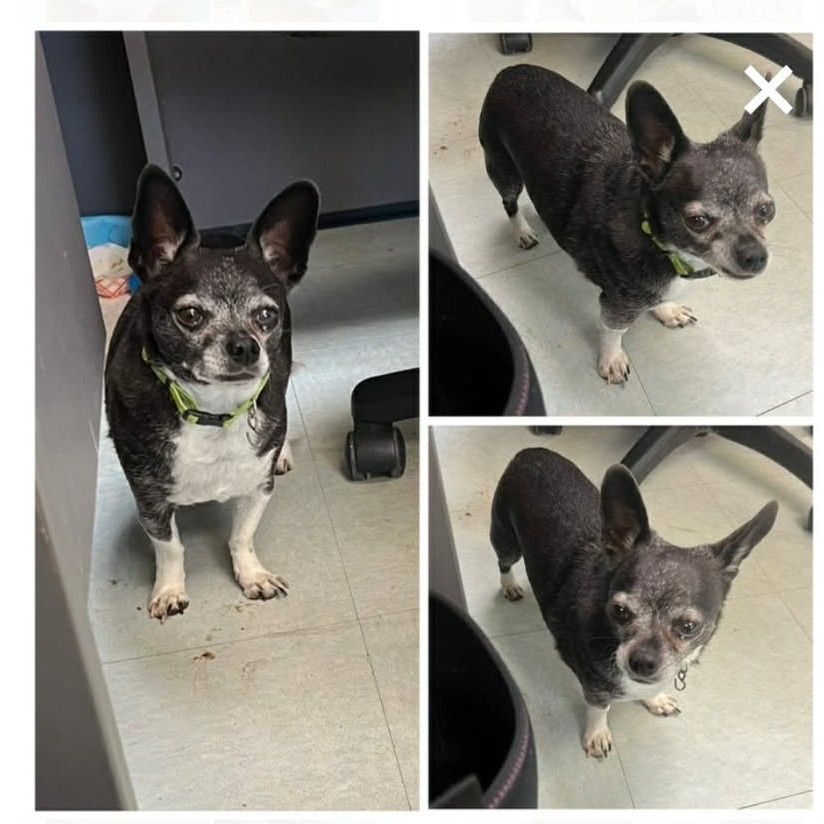 About the Paws for a Cause Fundraiser campaign on Bonfire 3