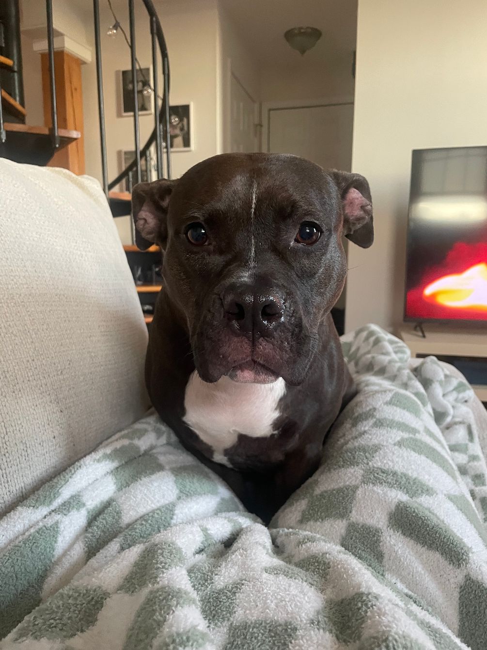 About the she's so brave tee's and c(rue)necks &nbsp; campaign on Bonfire 2