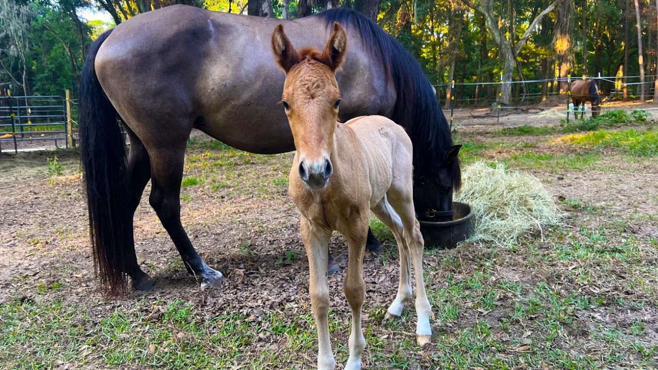 About the Living History in the Making campaign on Bonfire 4