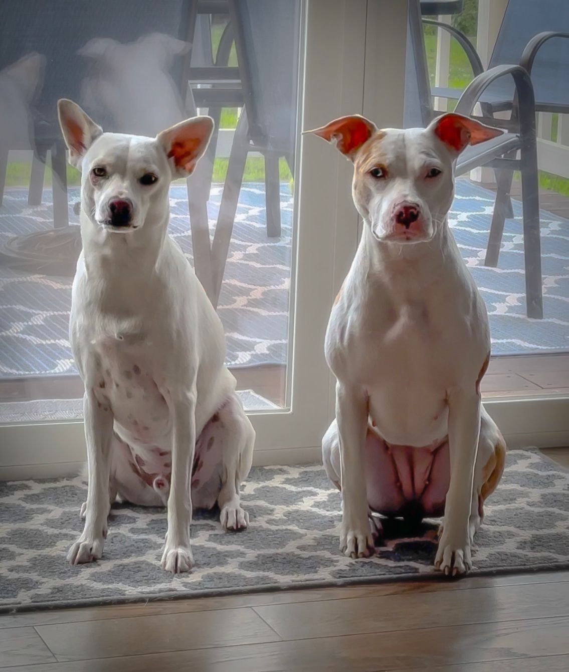 About the Poundcake & Milkshake  campaign on Bonfire 2