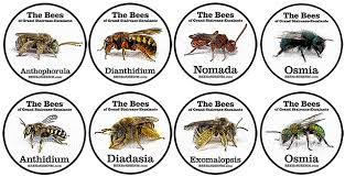 About the 660+ Reasons to Bee Grateful for GSENM campaign on Bonfire 2