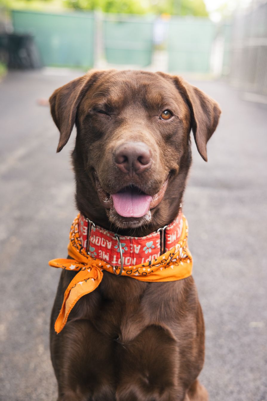 About the Hold My Beer, Gotta Rescue This Dog campaign on Bonfire 2