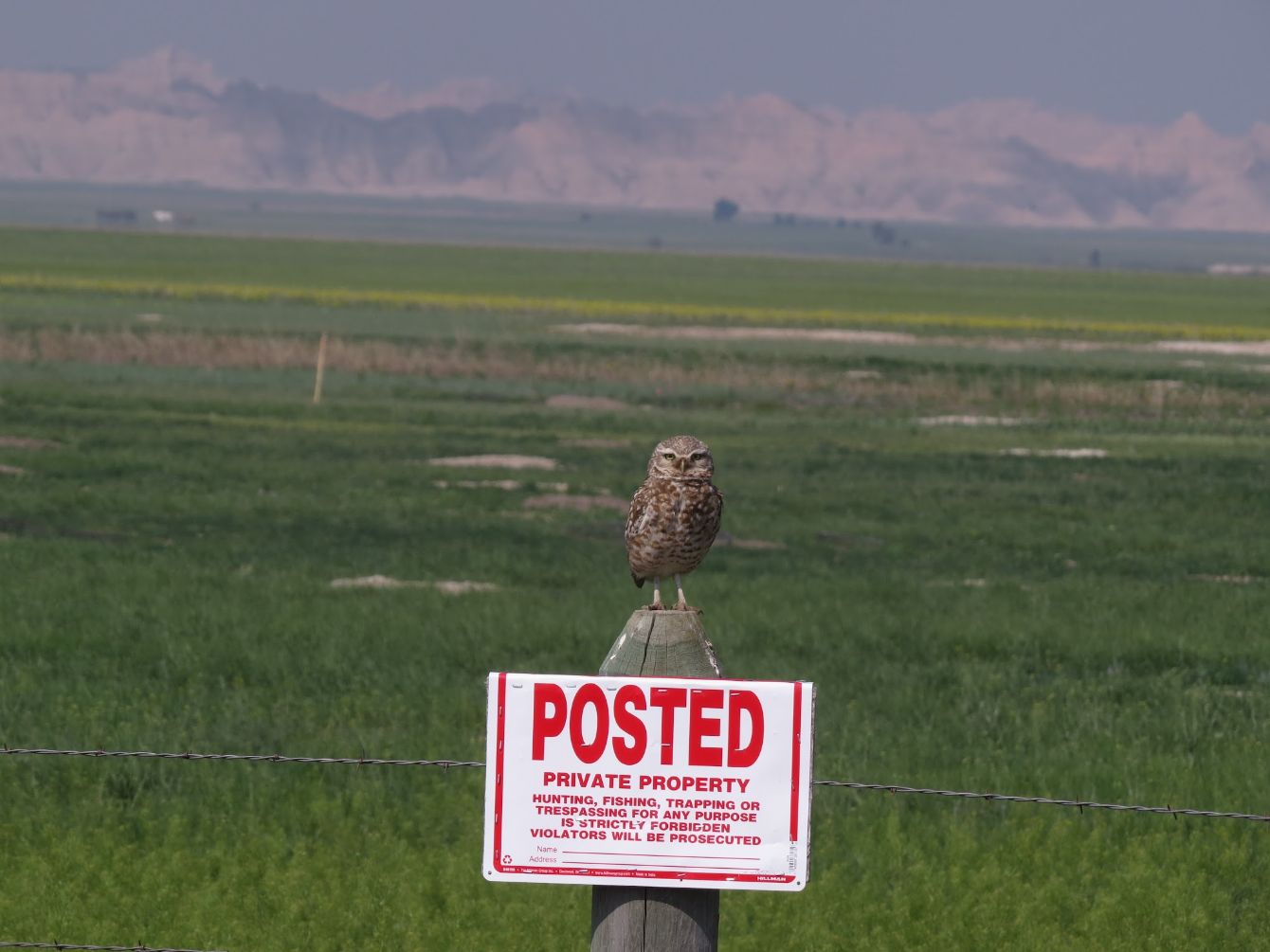 About the Burrowing Owl Baseball Tee campaign on Bonfire 1