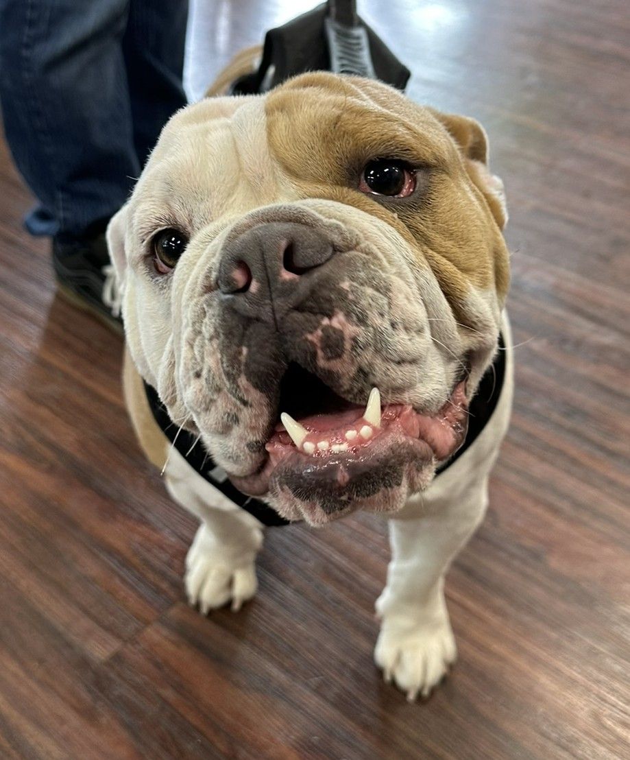 About the Snip happens: Get neutered! campaign on Bonfire 2