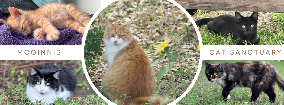 About the  campaign on Bonfire 2