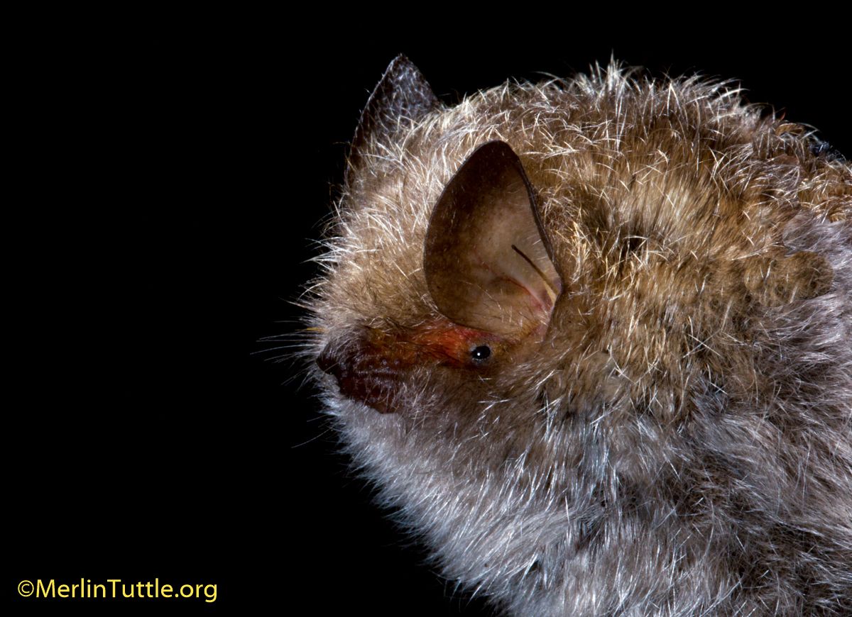 About the More Than Meets the Eye campaign on Bonfire 4