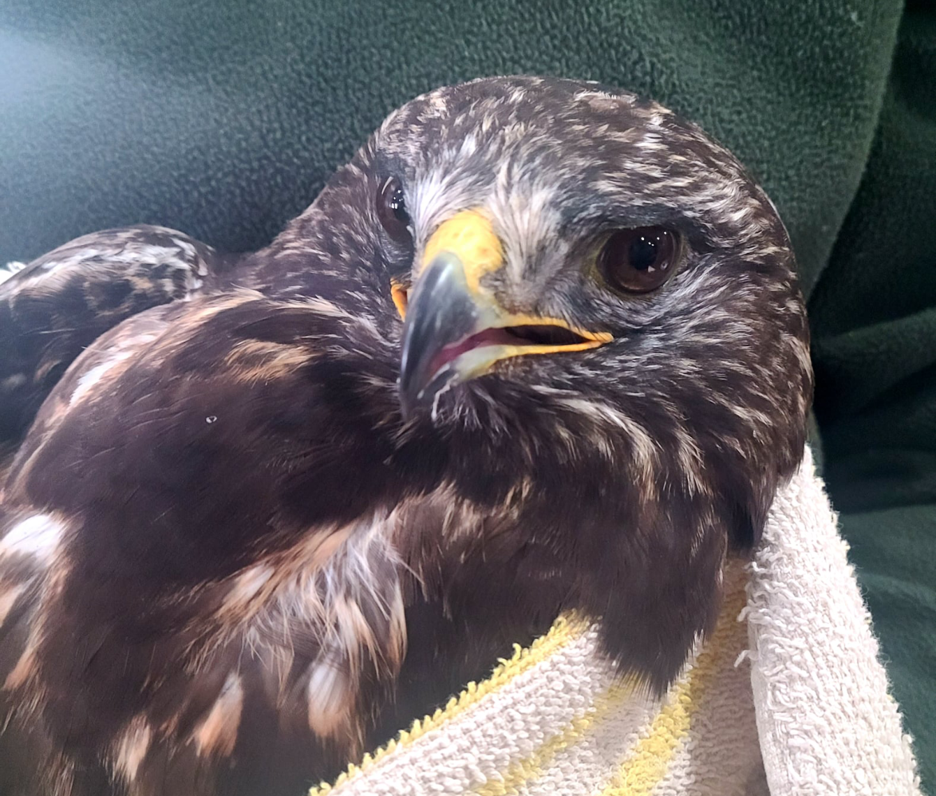 About the REGI Rough-legged Hawk (February) campaign on Bonfire 2