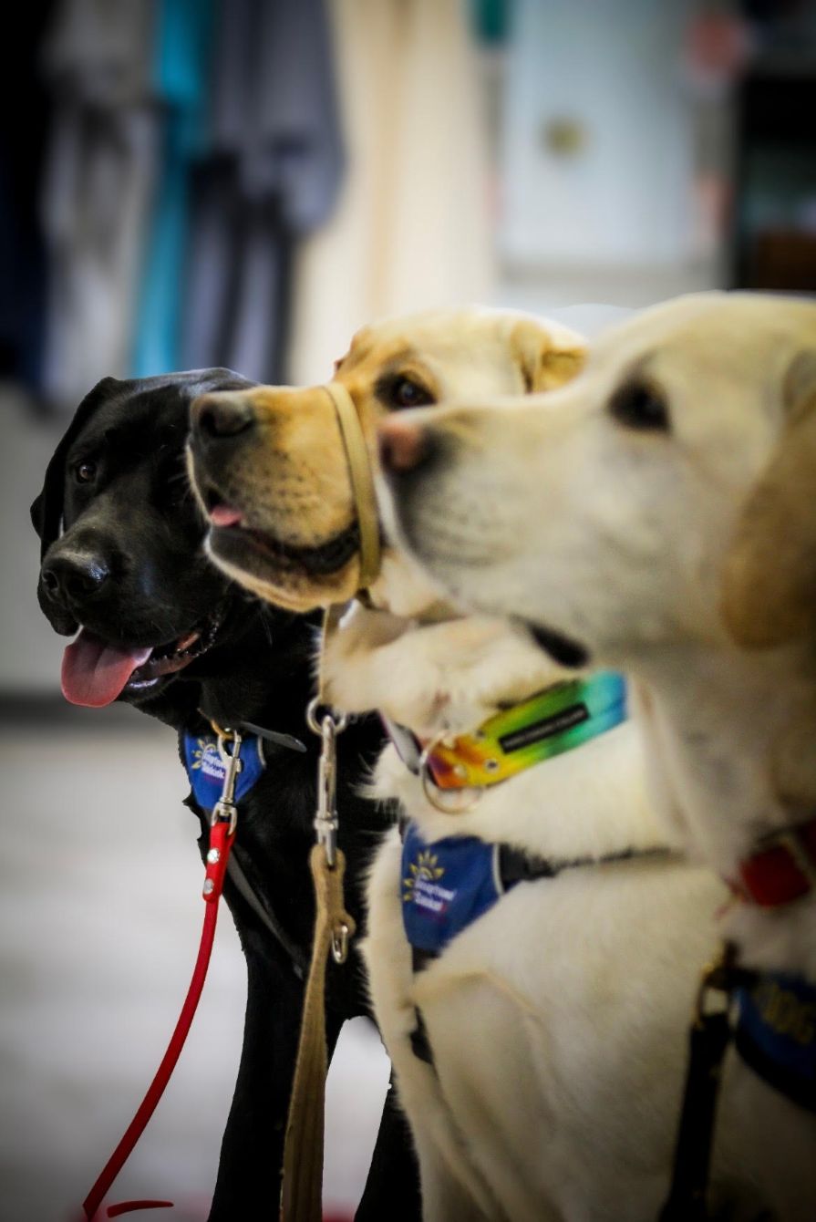 About the Service Dog T-shirts and Sweatshirts campaign on Bonfire 3