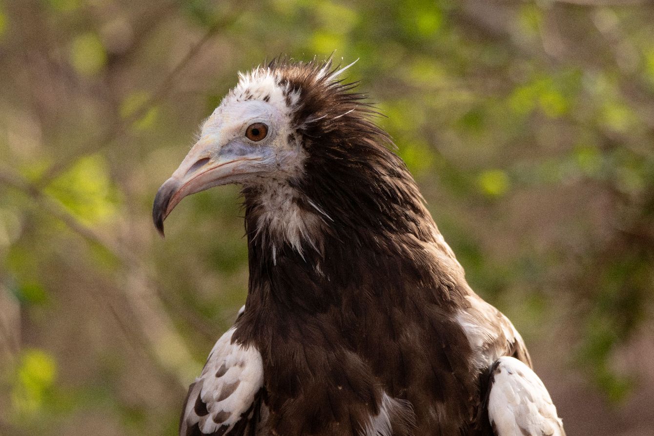 About the IVAD 2025 campaign on Bonfire 2