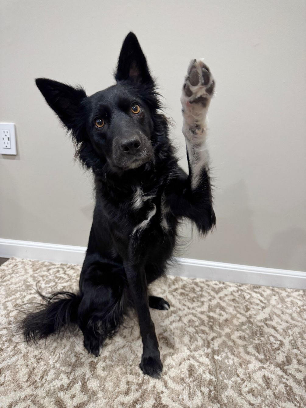 About the Team Prim campaign on Bonfire 2