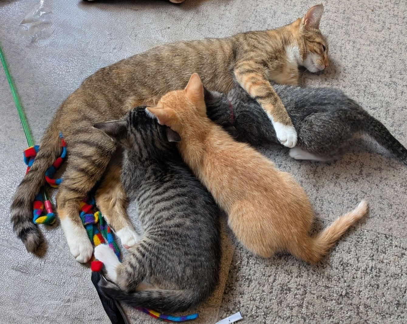 About the Kitten Season Sucks campaign on Bonfire 3
