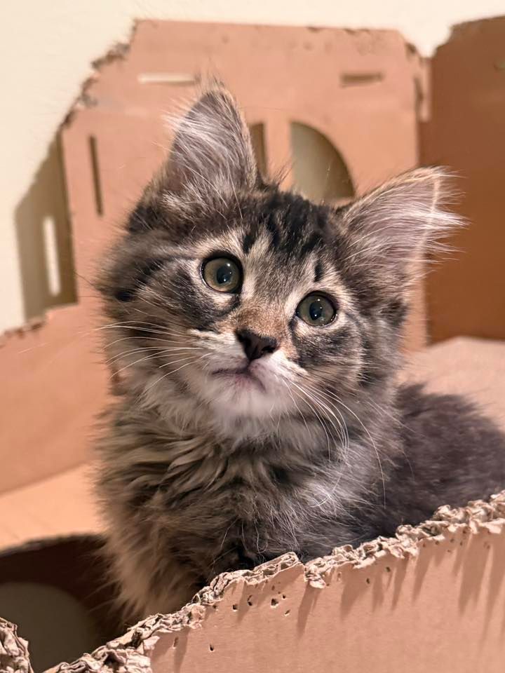 About the Kitten Season Sucks campaign on Bonfire 2