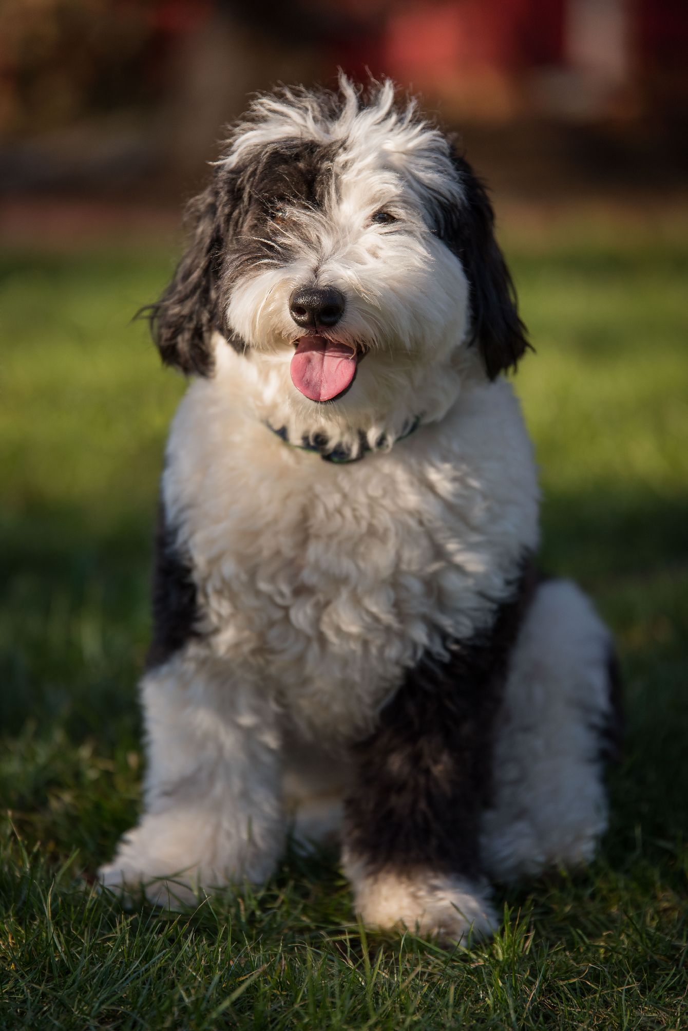 Sheepadoodle gifts 2025