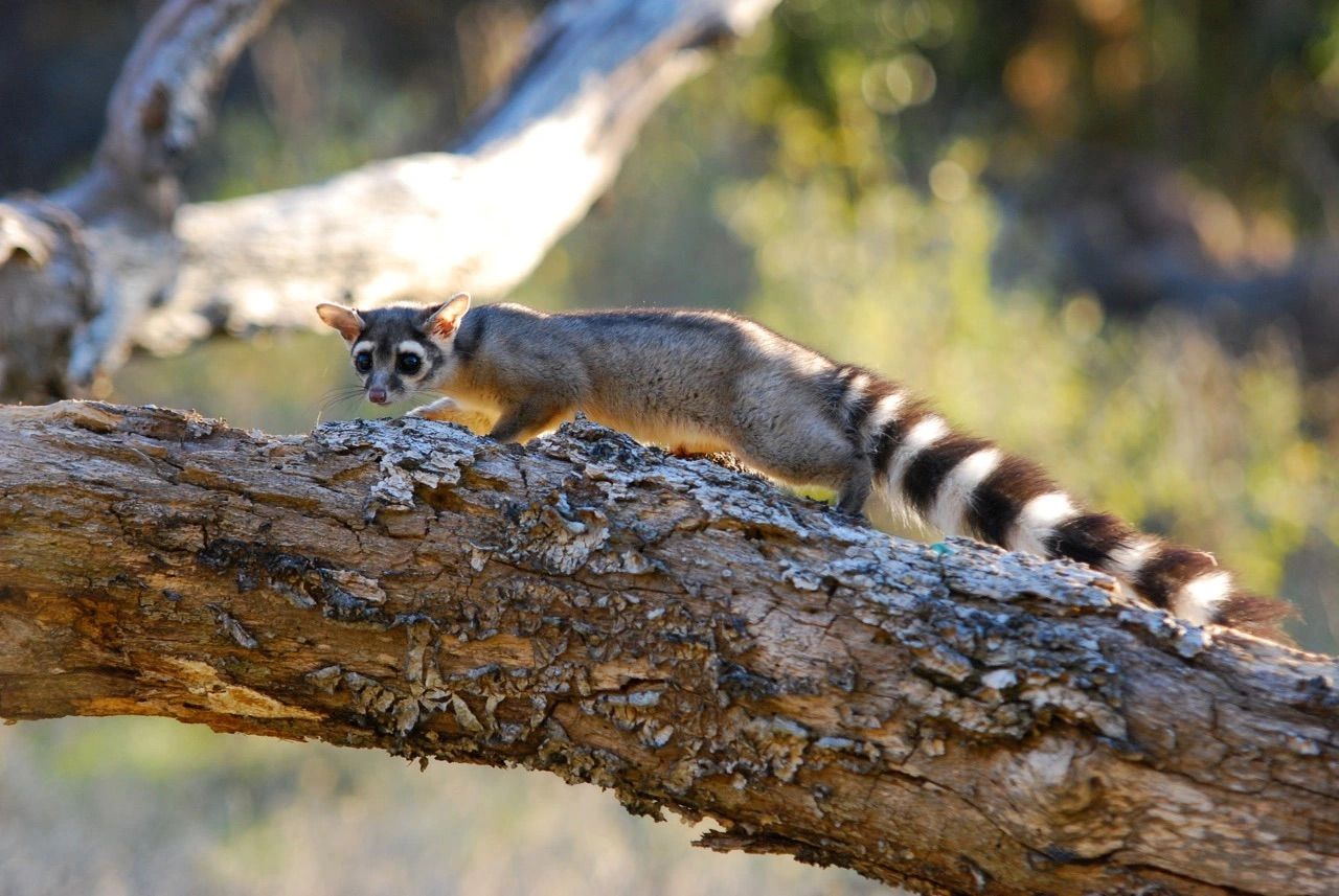 About the California Ringtail Project campaign on Bonfire 2