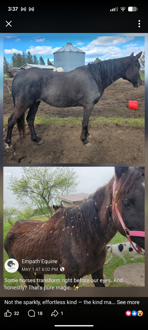 About the Empath Equine campaign on Bonfire 2