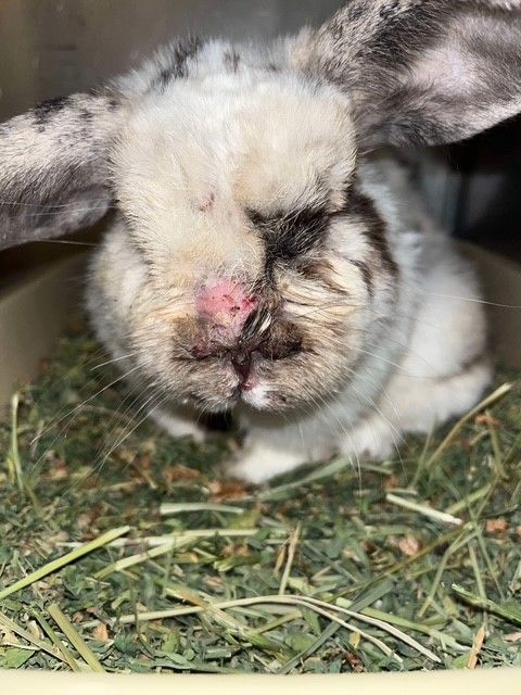 About the True Hearts Logo Collection campaign on Bonfire 2