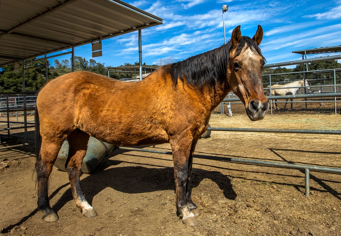 About the Year of the Horse 2026 campaign on Bonfire 5