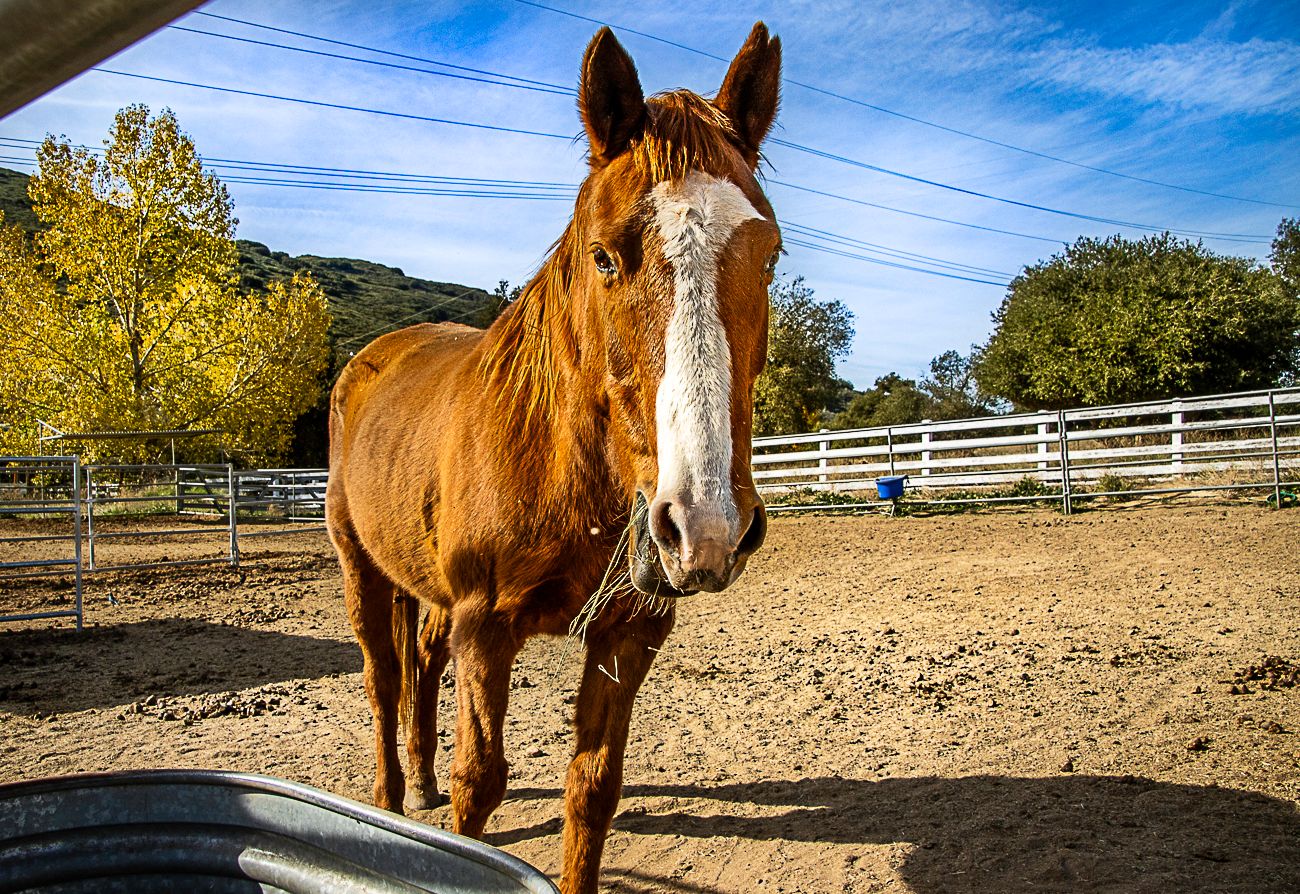 About the Year of the Horse 2026 campaign on Bonfire 11