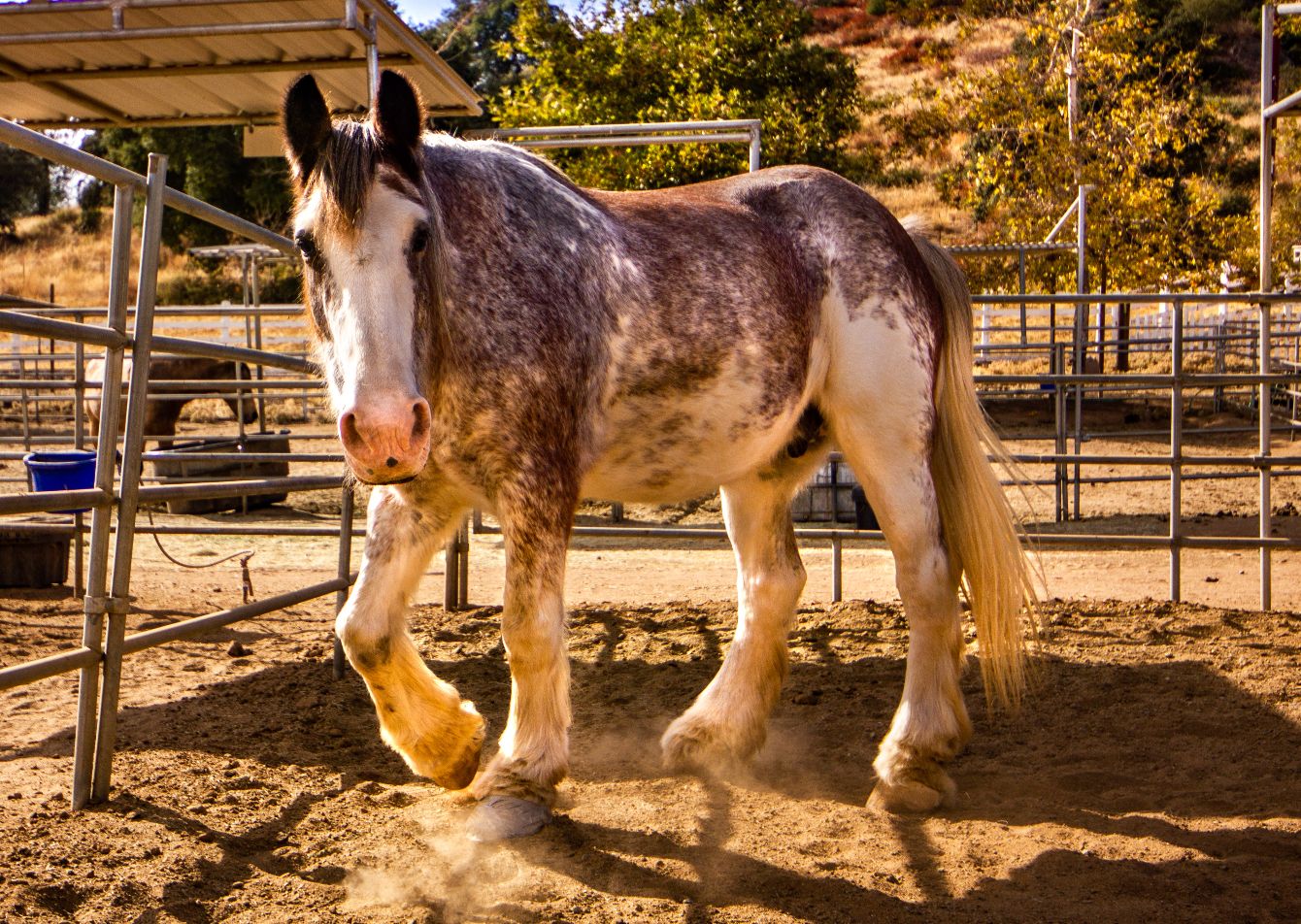 About the Year of the Horse 2026 campaign on Bonfire 17