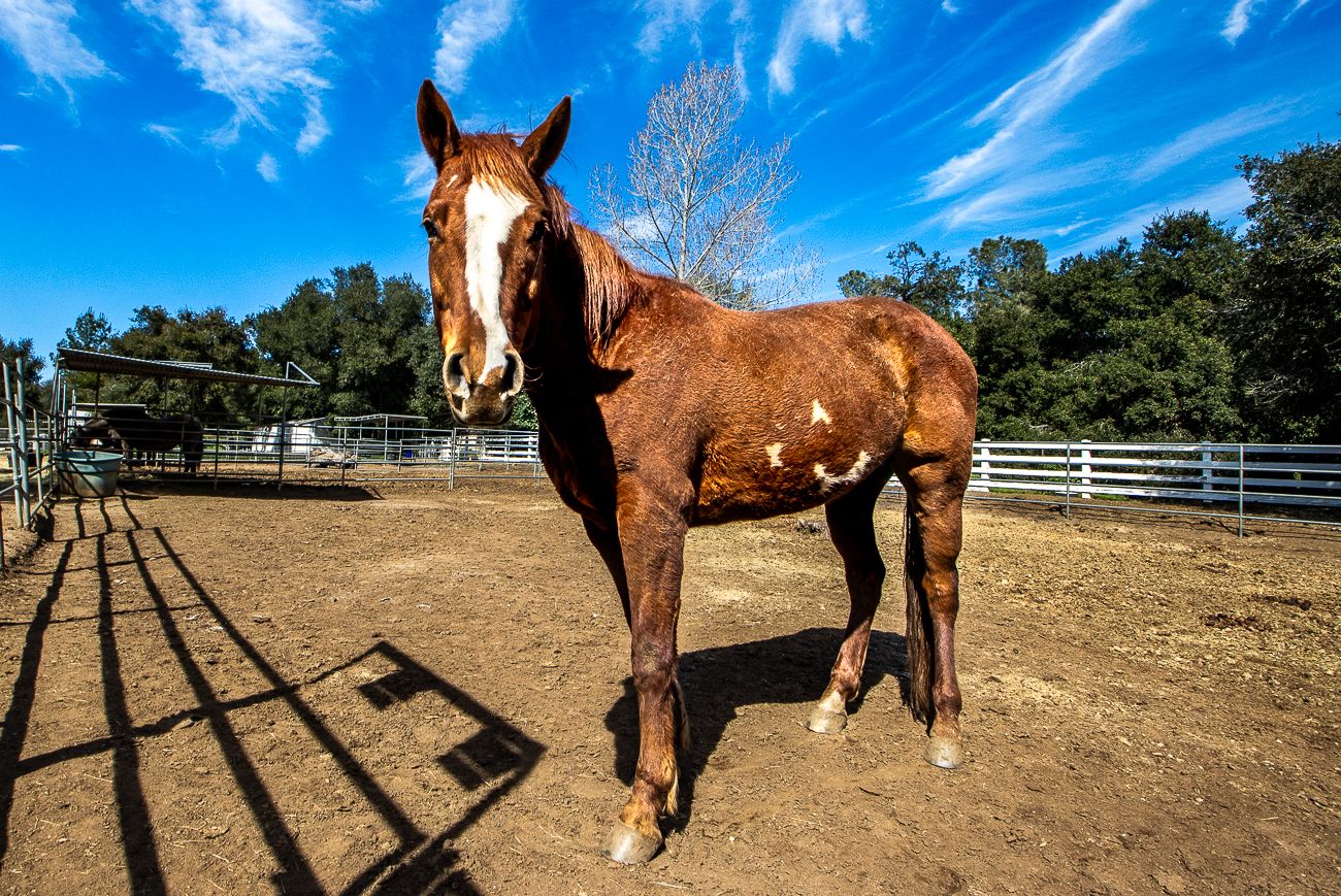 About the Year of the Horse 2026 campaign on Bonfire 14