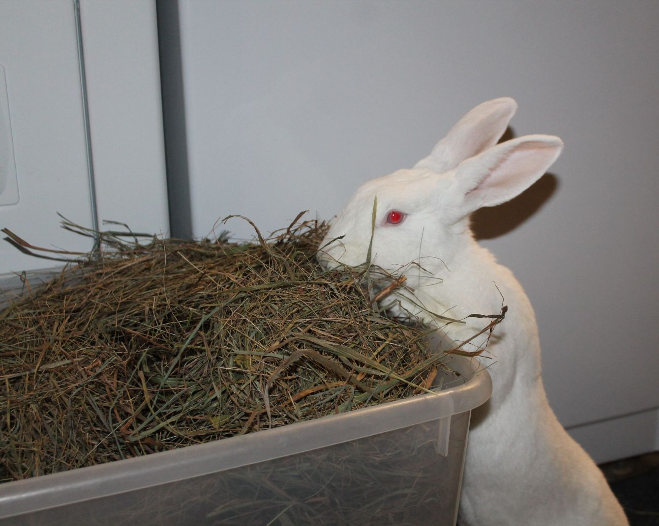 Year of the Rabbit Bonfire