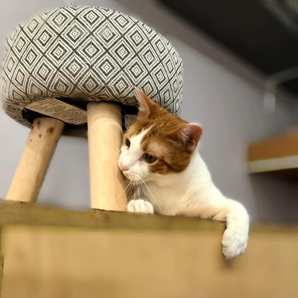 About the Saints and Angels Rescue campaign on Bonfire 5