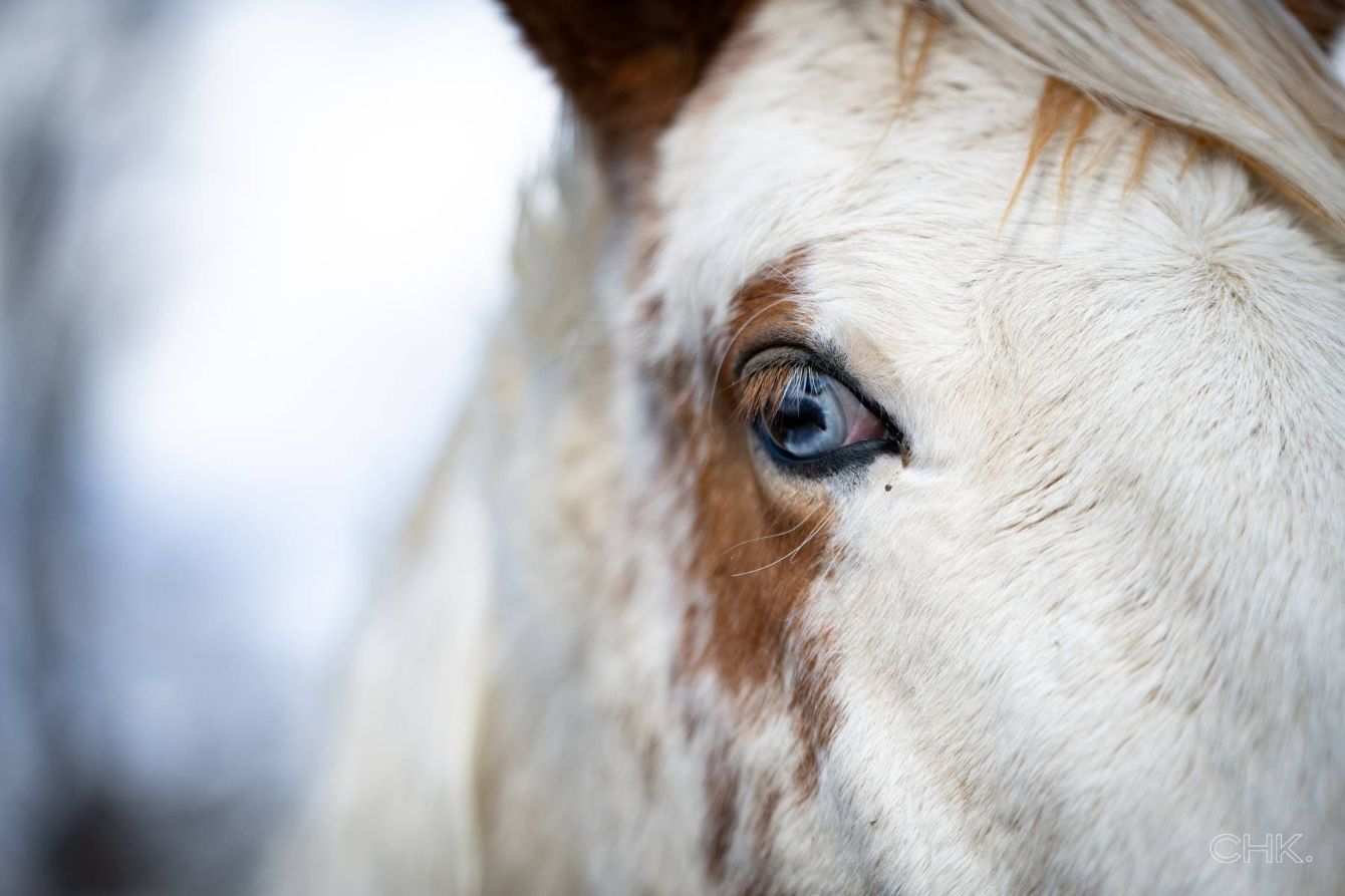 About the Help a Horse campaign on Bonfire 3