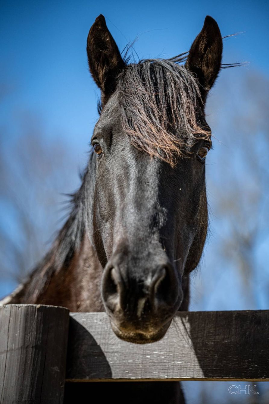 About the Help a Horse campaign on Bonfire 4