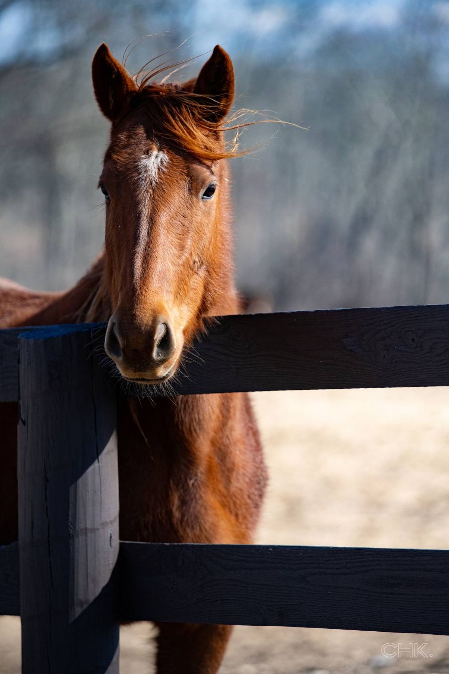About the Help a Horse campaign on Bonfire 2