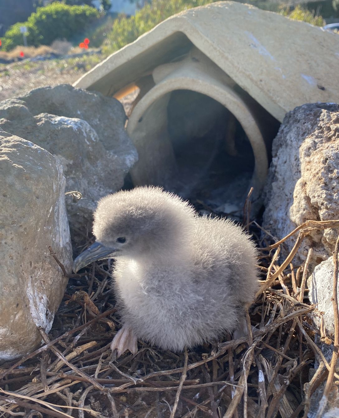 About the Performance Tee - M?lama Hawai?i's Seabirds campaign on Bonfire 1