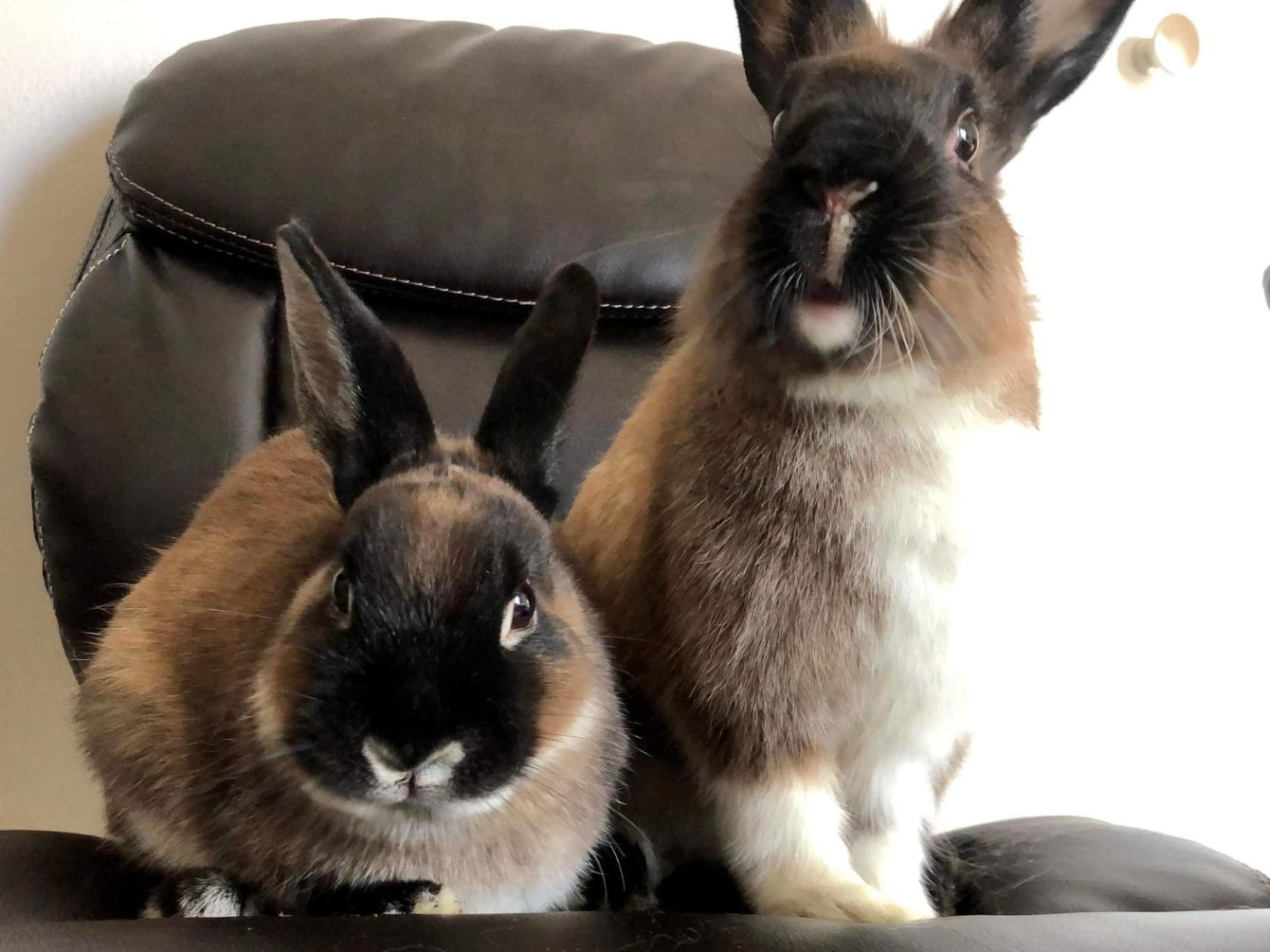About the DDHRR Bunny Logo campaign on Bonfire 2