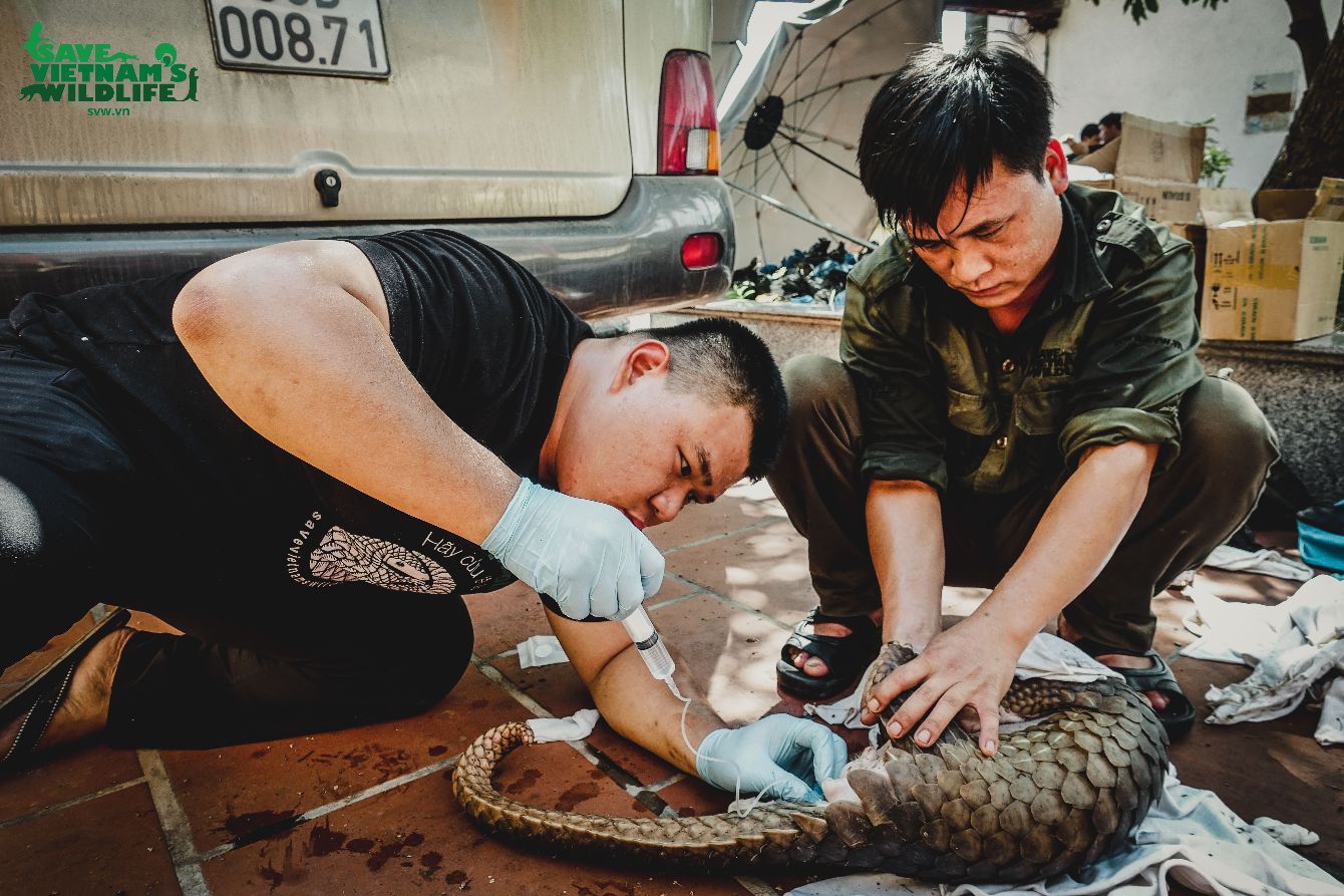 About the ARMOR UP for PANGOLINS! campaign on Bonfire 10