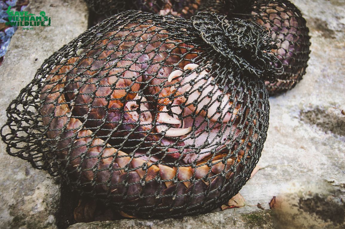 About the ARMOR UP for PANGOLINS! campaign on Bonfire 8