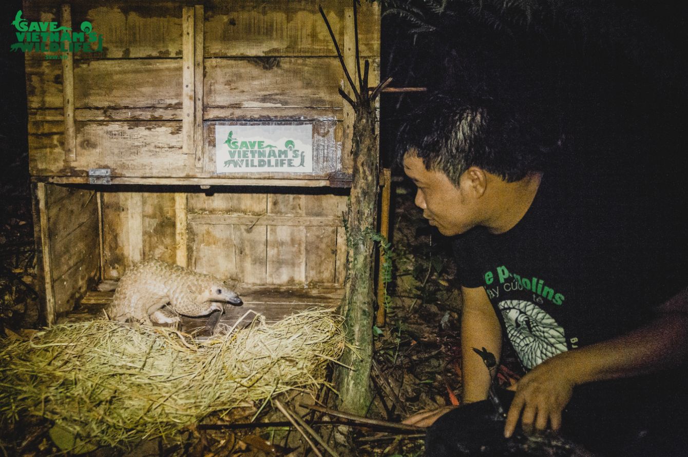 About the ARMOR UP for PANGOLINS! campaign on Bonfire 12