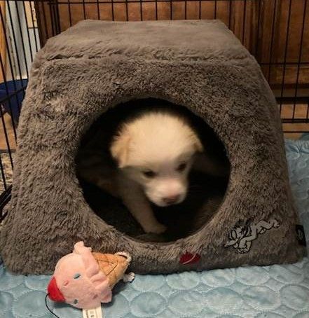 About the 2024 Valentine's Vetting Fundraiser campaign on Bonfire 3