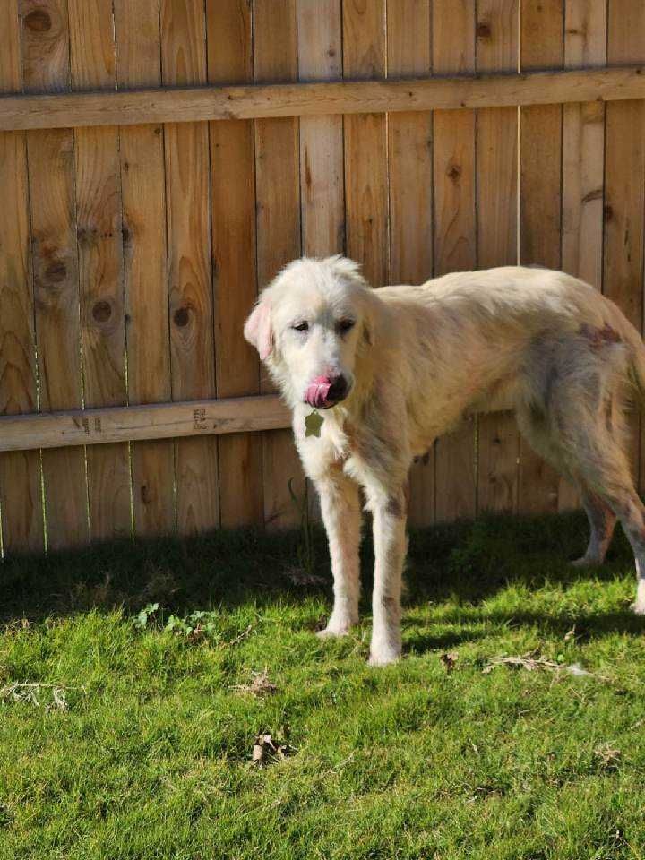 About the 2024 Valentine's Vetting Fundraiser campaign on Bonfire 5