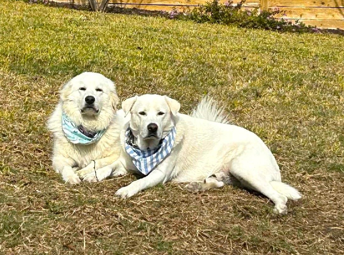 About the 2024 Valentine's Vetting Fundraiser campaign on Bonfire 6