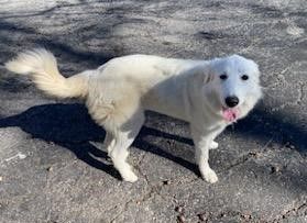 About the 2024 Valentine's Vetting Fundraiser campaign on Bonfire 4