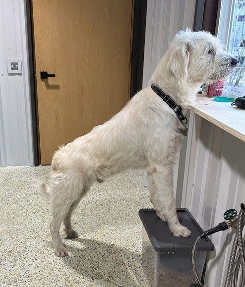 About the 2024 Valentine's Vetting Fundraiser campaign on Bonfire 2